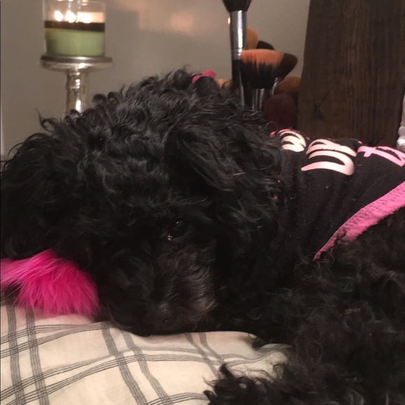 Meet your Posher, Chellie & Chloe Coco Chanel💜💜 - Picture 4 of 4